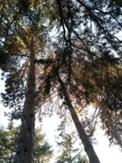 Podas y talas en altura Jaén