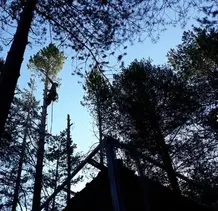 TALA Y PODA EN ALTURA DE ÁRBOLES  Granada