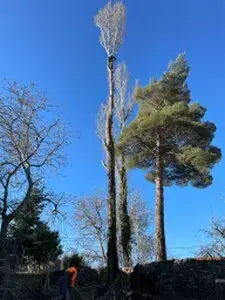 Tala y poda de árboles en altura Granada Podas y talas de árboles en altura Granada